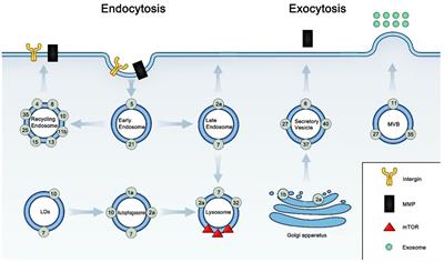 Rab GTPases: Central Coordinators of Membrane Trafficking in Cancer